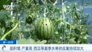 吃瓜群众有口福视频,视频揭秘美食盛宴