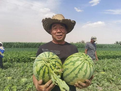 吃瓜群众有口福视频,视频揭秘美食盛宴