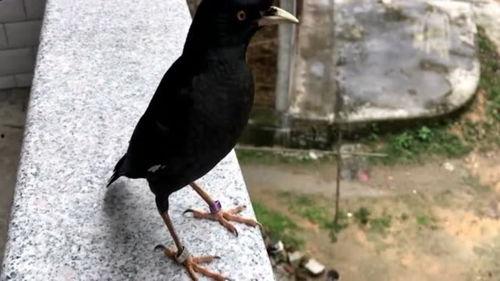 吃瓜群众的八哥是真的吗,真相还是谣言?