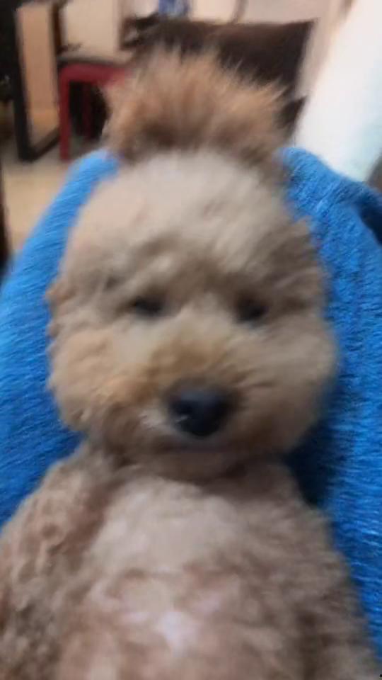 吃瓜群众的八哥是真的吗,真相还是谣言?