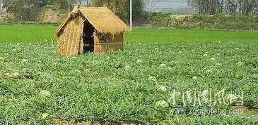 吃瓜视频群众摆摊,吃瓜群众见证摆摊经济新风采