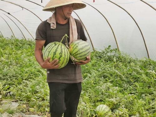 信阳吃瓜群众视频,一幕幕生活百态尽收眼底